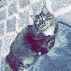 Meet your Posher, Bailey